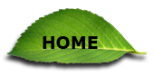 Home Button